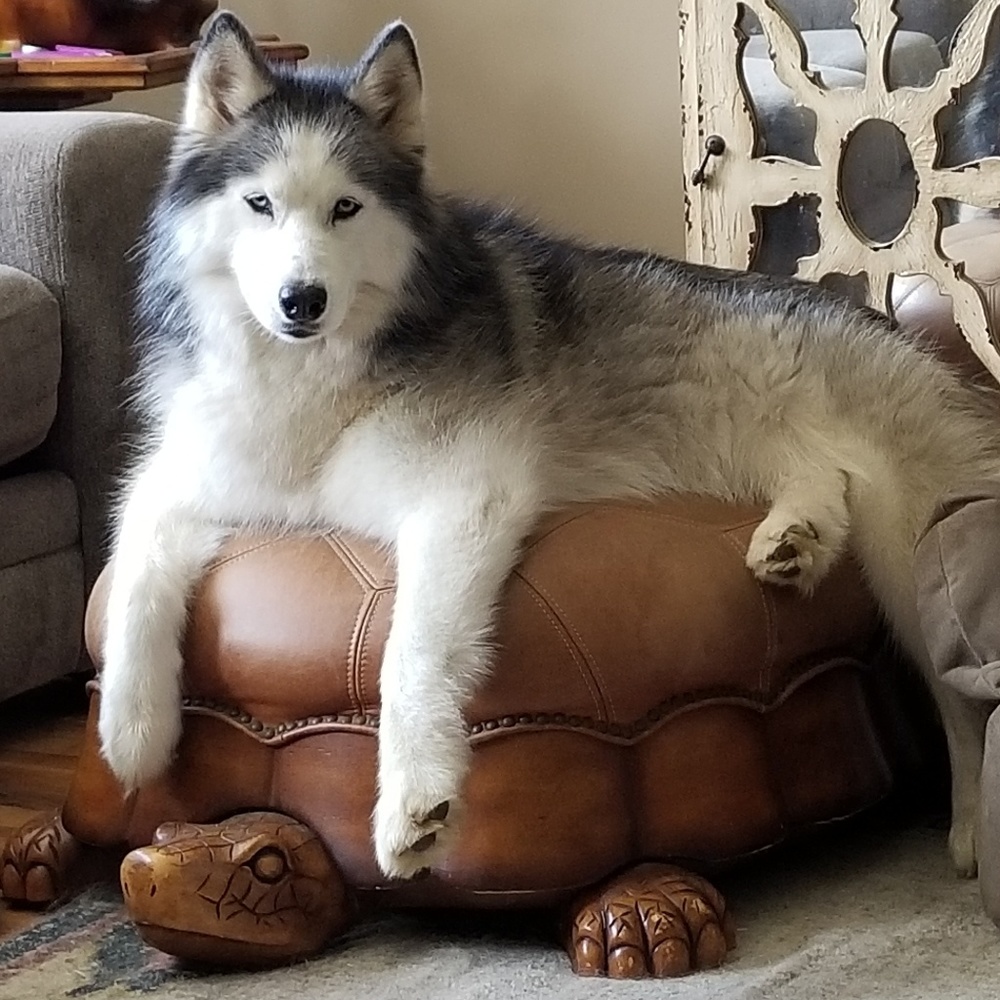 Meet your Posher, Linda